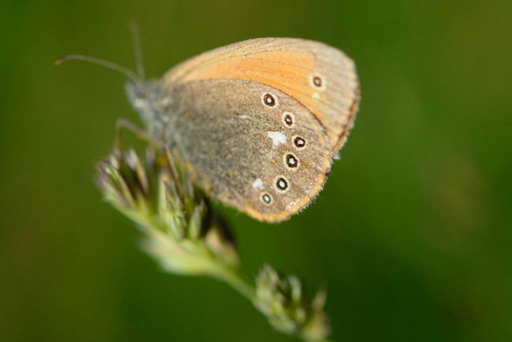 Motýľ (Fedor Martiš)